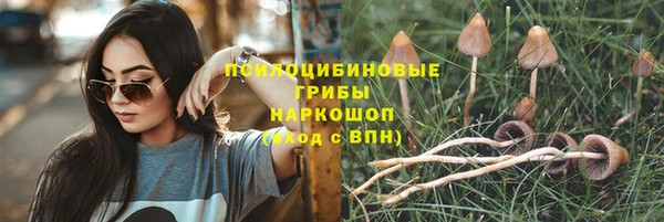 прущие грибы Иннополис